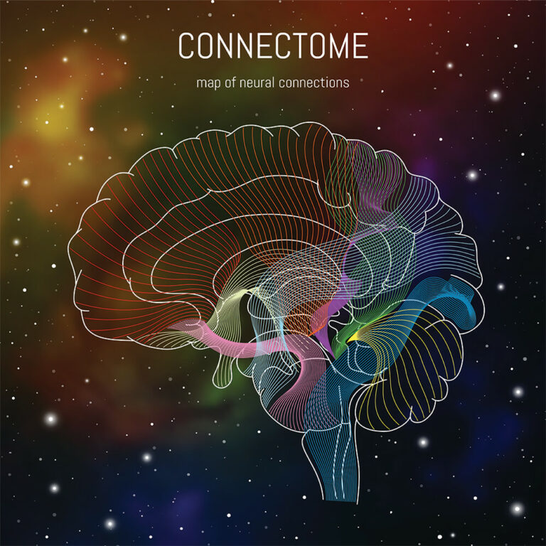 brain connectome